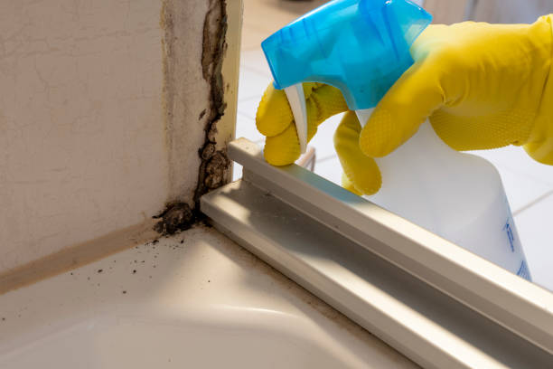 Best Residential Mold Removal  in Justice, OK