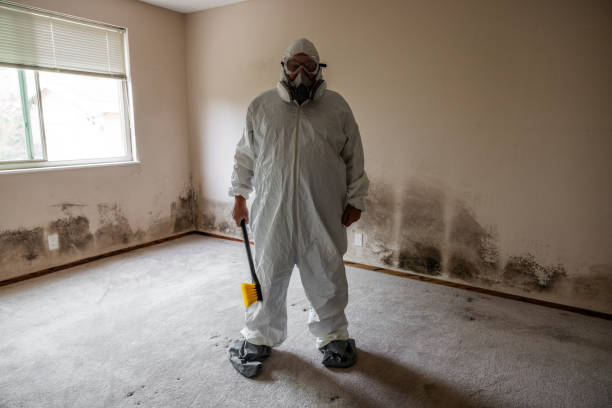 Reliable Justice, OK Mold Removal Solutions