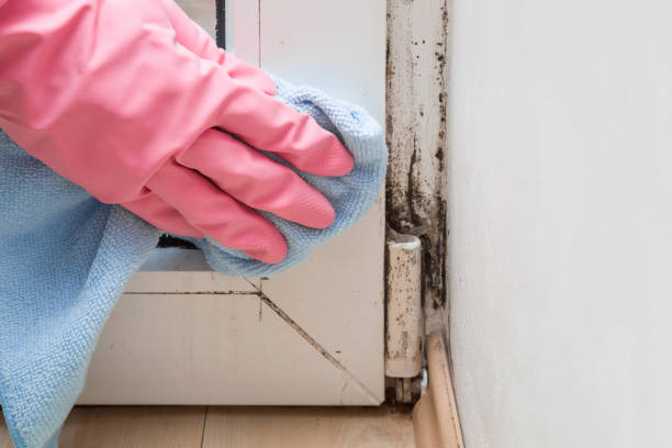 Home Mold Removal